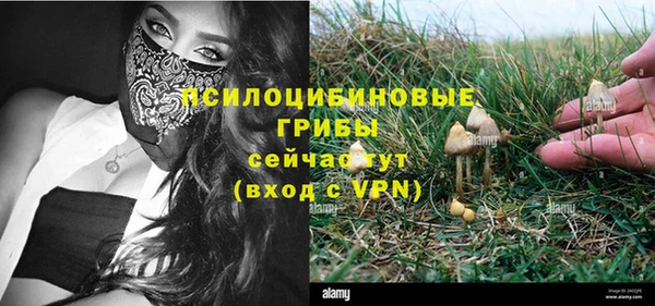 PSILOCYBIN Аркадак
